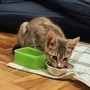 Patty, tenerissima gattina, cerca urgentemente casa Patty, tenerissima gattina, cerca urgentemente casa