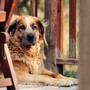 La Displasia dell'anca nei cani: riconoscimento, trattamento e prevenzione