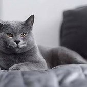 Divano e animali domestici: come far convivere comfort, resistenza e design