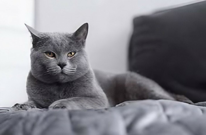 Divano e animali domestici: come far convivere comfort, resistenza e design