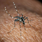 West Nile, Bassetti: &quot;Non è finita, avremo casi fino a ottobre&quot;