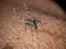 West Nile, Bassetti: "Non è finita, avremo casi fino a ottobre"