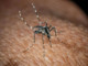 West Nile, Bassetti: &quot;Non è finita, avremo casi fino a ottobre&quot;