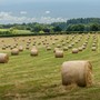 Perché scegliere foraggi di qualità è fondamentale