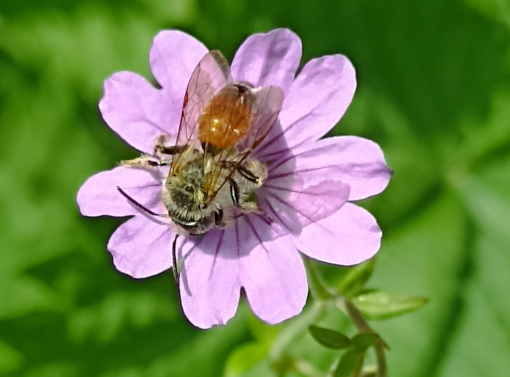 Giardini aperti, un weekend tra natura e paesaggio nell’Astigiano