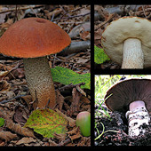 Ultimi giorni per il Foto-Bioblitz micologico nel Parco Paleontologico Astigiano Ultimi giorni per il Foto-Bioblitz micologico nel Parco Paleontologico Astigiano