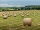 Perché scegliere foraggi di qualità è fondamentale