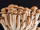 Controllo gratuito dei funghi: fino al 15 novembre il servizio gratuito dell'Asl At