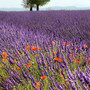 "Il colore del profumo - La Lavanda": ad Albaretto della Torre la mostra fotografica di Enzo Massa