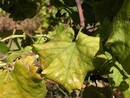 Flavescenza dorata: al via il monitoraggio  in vigna dell’insetto vettore. Serve segnalare situazioni di criticità