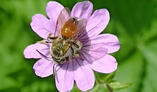 Giardini aperti, un weekend tra natura e paesaggio nell’Astigiano