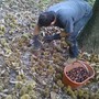 Castagne, Coldiretti Cuneo: il caldo rallenta la raccolta, attesa per le piogge Castagne, Coldiretti Cuneo: il caldo rallenta la raccolta, attesa per le piogge