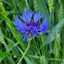 La magia, l'eleganza e il blu del Fiordaliso che regala bellezza alle campagne e agli occhi La magia, l'eleganza e il blu del Fiordaliso che regala bellezza alle campagne e agli occhi