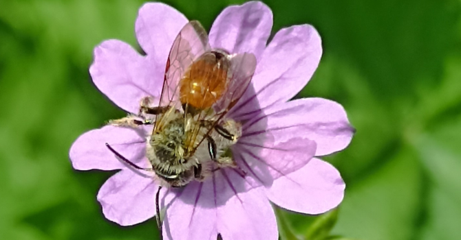 Giardini aperti, un weekend tra natura e paesaggio nell’Astigiano