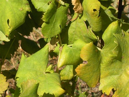 Flavescenza dorata: secondo trattamento obbligatorio entro il 30 giugno