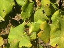 Flavescenza dorata: secondo trattamento obbligatorio entro il 30 giugno