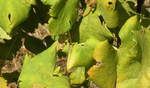 Flavescenza dorata: secondo trattamento obbligatorio entro il 30 giugno
