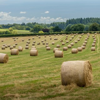 Perché scegliere foraggi di qualità è fondamentale