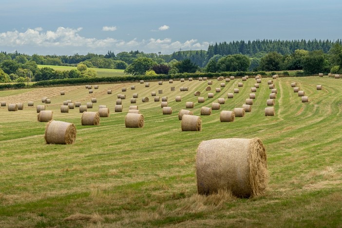 Perché scegliere foraggi di qualità è fondamentale
