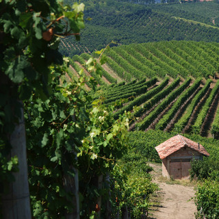 I colori del Monferrato accendono la domenica di Golosaria: arte, gusto e paesaggio protagonisti in 37 borghi
