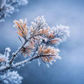 Gelo artico sul Piemonte: Camerana (CN) tocca i -13,7°C, la "Siberia" d'Italia Gelo artico sul Piemonte: Camerana (CN) tocca i -13,7°C, la "Siberia" d'Italia