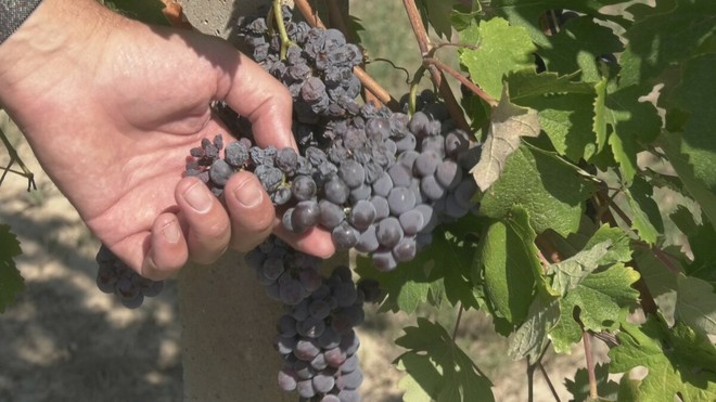 Siccità, Coldiretti Asti sollecita il Tavolo Verde in Regione Siccità, Coldiretti Asti sollecita il Tavolo Verde in Regione