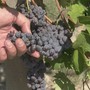 Siccità, Coldiretti Asti sollecita il Tavolo Verde in Regione