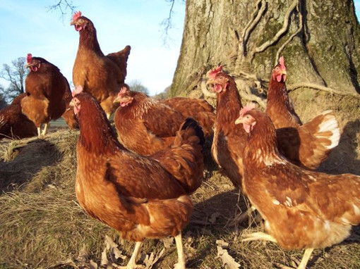 Foto di archivio di un allevamento di galline