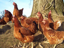 Foto di archivio di un allevamento di galline