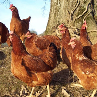 Foto di archivio di un allevamento di galline