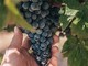 Crisi vitivinicola in Piemonte: Rifondazione critica l'assessore Bongioanni e chiede un cambio di passo