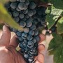 Crisi vitivinicola in Piemonte: Rifondazione critica l'assessore Bongioanni e chiede un cambio di passo