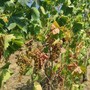 L’Associazione Comuni del Moscato d’Asti lancia un appello per anticipare la vendemmia L’Associazione Comuni del Moscato d’Asti lancia un appello per anticipare la vendemmia