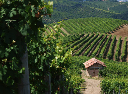 I colori del Monferrato accendono la domenica di Golosaria: arte, gusto e paesaggio protagonisti in 37 borghi