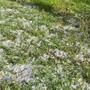 Maltempo sull’Astigiano: temporali e grandine nel pomeriggio