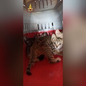 Gattini abbandonati in autostrada rischiano investimento. Salvati dai vigili del fuoco
