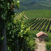I colori del Monferrato accendono la domenica di Golosaria: arte, gusto e paesaggio protagonisti in 37 borghi