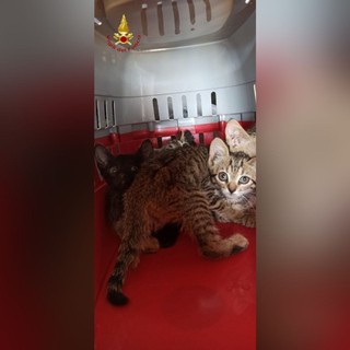 Gattini abbandonati in autostrada rischiano investimento. Salvati dai vigili del fuoco