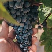Crisi vitivinicola in Piemonte: Rifondazione critica l'assessore Bongioanni e chiede un cambio di passo