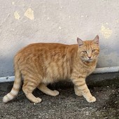 Colonia felina al Cimitero di Asti: la petizione di &quot;Difesa felini&quot; vicina al migliaio di firme per evitare lo spostamento