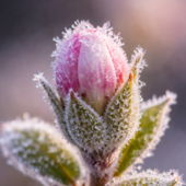 Ieri l’ultimo colpo d’inverno, oggi già aria di primavera: fino a 20°C a Settime Ieri l’ultimo colpo d’inverno, oggi già aria di primavera: fino a 20°C a Settime