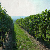 I vigneti attorno all'azienda agricola Casavecchia