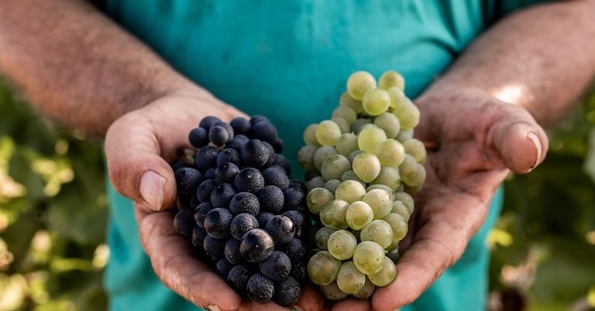 Alta Langa DOCG, parte la vendemmia 2026: attese basi spumante di ottima qualità