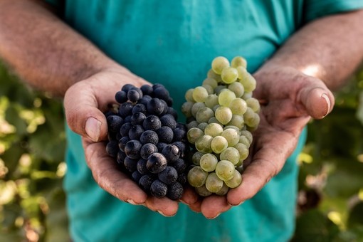 Alta Langa DOCG, parte la vendemmia 2026: attese basi spumante di ottima qualità Alta Langa DOCG, parte la vendemmia 2026: attese basi spumante di ottima qualità