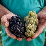 Alta Langa DOCG, parte la vendemmia 2026: attese basi spumante di ottima qualità Alta Langa DOCG, parte la vendemmia 2026: attese basi spumante di ottima qualità