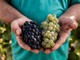 Alta Langa DOCG, parte la vendemmia 2026: attese basi spumante di ottima qualità Alta Langa DOCG, parte la vendemmia 2026: attese basi spumante di ottima qualità