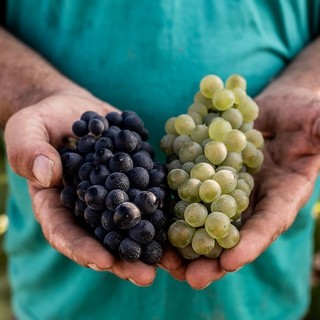 Alta Langa DOCG, parte la vendemmia 2026: attese basi spumante di ottima qualità