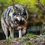 Immagine di archivio di un lupo predatore