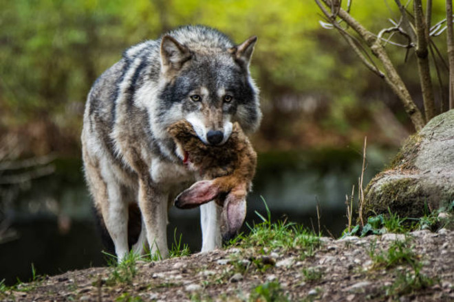Immagine di archivio di un lupo predatore