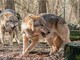 Aperto il bando regionale da 300 mila euro per il risarcimento dei danni causati dai lupi